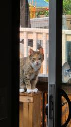 Reunited Female Cat last seen Everoak green, Calgary, AB 