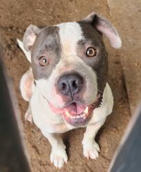 Found/Stray Female Dog last seen Near Burroughs Funeral home in Walnut Cove, Walnut Cove, NC 27052