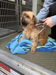 Found/Stray Female Dog last seen Near Mikels Ln, Knoxville, TN 37920