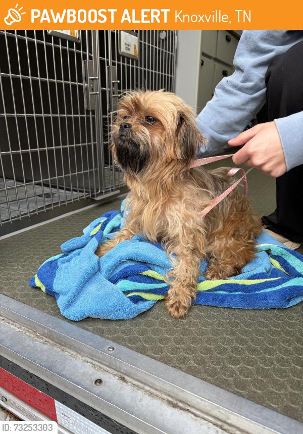 Found/Stray Female Dog last seen Near Mikels Ln, Knoxville, TN 37920