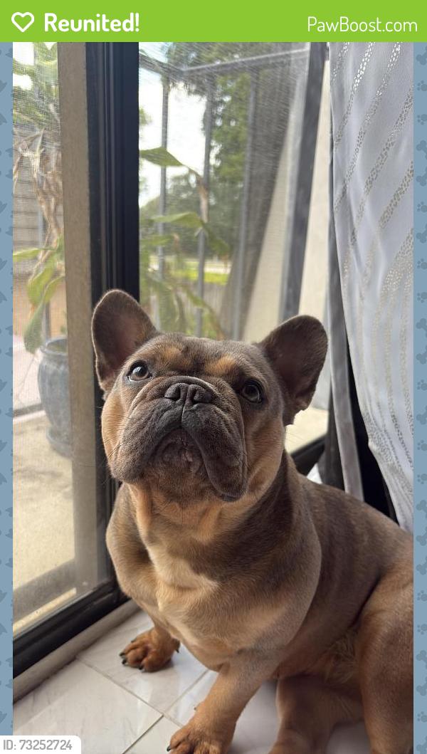 Reunited Female Dog last seen Near 7th way, West Palm Beach, FL 33407