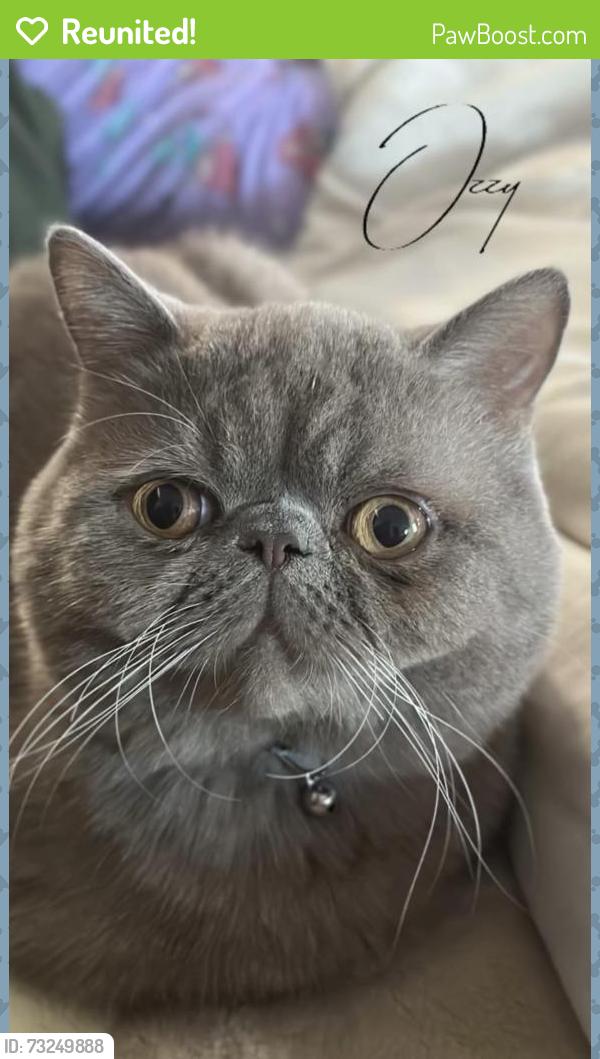 Reunited Male Cat last seen E Michelle St, West Covina, CA, USA, West Covina, CA 91744