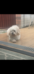 Lost Female Dog last seen Romsey road, Southampton, England SO16 5DH