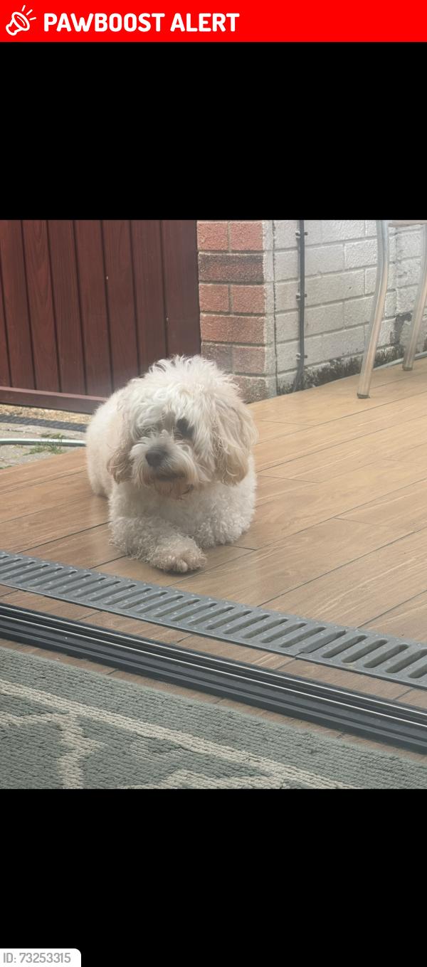 Lost Female Dog last seen Romsey road, Southampton, England SO16 5DH