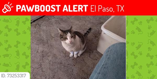 Lost Male Cat last seen Egdar Park, El Paso, TX 79904