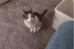 Lost Male Cat last seen Egdar Park, El Paso, TX 79904