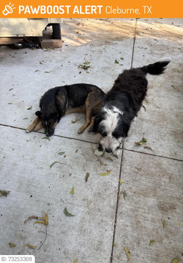 Found/Stray Male Dog last seen Corner of Lovelady and Grandbury, Cleburne, TX 76033