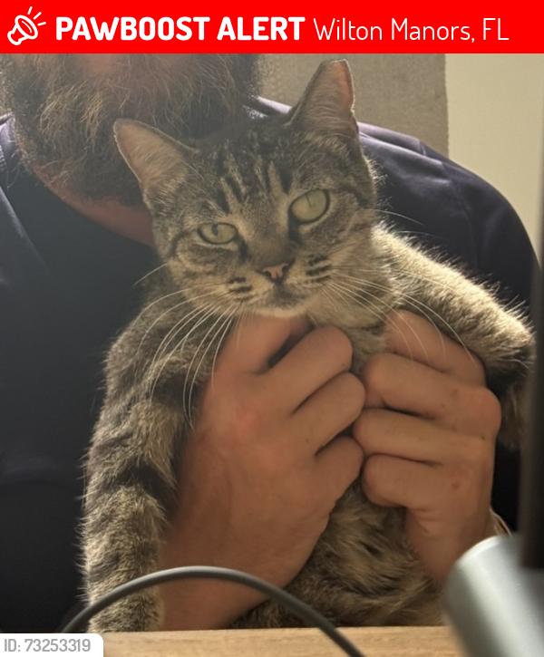 Lost Female Cat last seen NE 9th Terrace and NE 26th Street by Kids in Distress, Inc, Wilton Manors, FL 33334