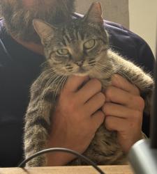 Lost Female Cat last seen NE 9th Terrace and NE 26th Street by Kids in Distress, Inc, Wilton Manors, FL 33334