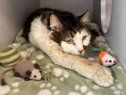 Shelter Stray Male Cat last seen Near Grand Concourse, BRONX, NY, 10468, 326 E 110th St, New York, NY 10029, USA