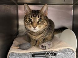 Shelter Stray Female Cat last seen Near 2nd Avenue, NEW YORK, NY, 10035, 326 E 110th St, New York, NY 10029, USA