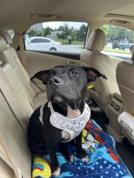 Found/Stray Female Dog last seen at the baseball fields, Piedmont, SC 29673