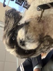 Found/Stray Unknown Dog last seen Near 4000 Miamisburg Centerville Rd, Miamisburg, OH 45342, Miamisburg, OH 45342