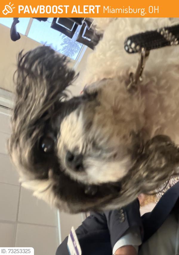 Found/Stray Unknown Dog last seen Near 4000 Miamisburg Centerville Rd, Miamisburg, OH 45342, Miamisburg, OH 45342