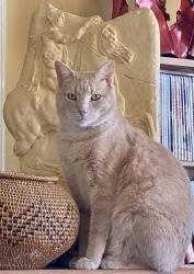 Lost Male Cat last seen Camp Joy Park, Lake Worth, Fort Worth, TX 76135