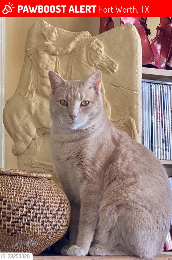 Lost Male Cat last seen Camp Joy Park, Lake Worth, Fort Worth, TX 76135