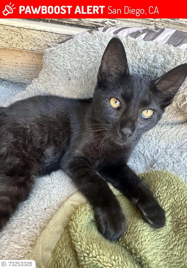 Lost Female Cat last seen Shiloh Road, San Diego, CA 92105, San Diego, CA 92105