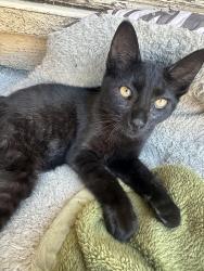 Lost Female Cat last seen Shiloh Road, San Diego, CA 92105, San Diego, CA 92105