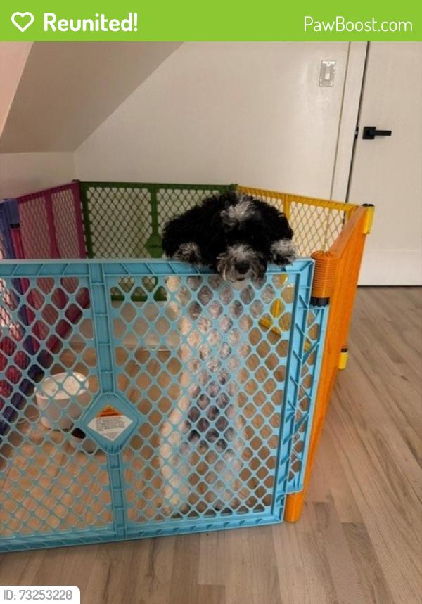 Reunited Female Dog last seen SO. Prospect ave, Hackensack, NJ 07601