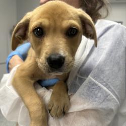 Shelter Stray Female Dog last seen , 328 Furman Hall Rd, Greenville, SC 29609, USA
