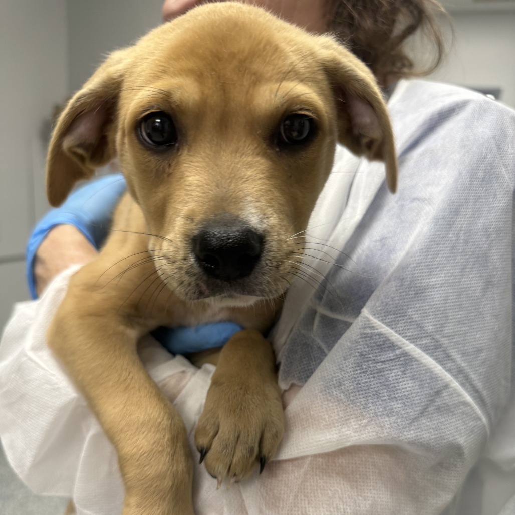 Shelter Stray Female Dog last seen , 328 Furman Hall Rd, Greenville, SC 29609, USA