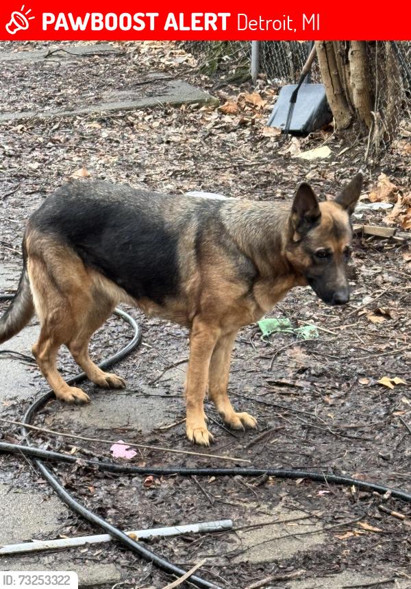 Lost Female Dog last seen Mansfield & whitlock, Detroit, MI 48228