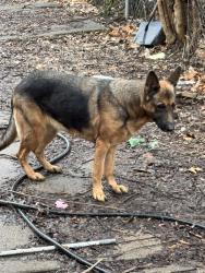 Lost Female Dog last seen Mansfield & whitlock, Detroit, MI 48228