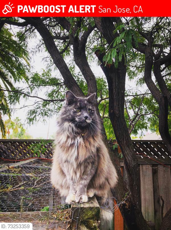 Lost Female Cat last seen Cole ave, San Jose, CA 95124