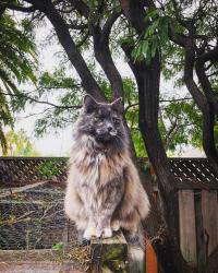Lost Female Cat last seen Cole ave, San Jose, CA 95124
