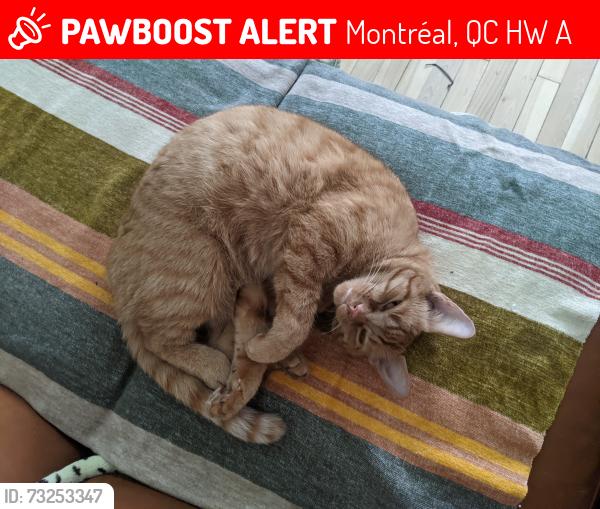 Lost Male Cat last seen rue joliette and rachel, Montréal, QC H1W 1A8