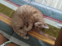 Lost Male Cat last seen rue joliette and rachel, Montréal, QC H1W 1A8