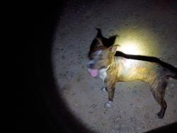 Found/Stray Male Dog last seen New Leicester hwy, Leicester, NC 28748