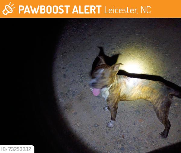 Found/Stray Male Dog last seen New Leicester hwy, Leicester, NC 28748