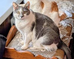 Reunited Female Cat last seen Cottman avenue and Montour Street, Philadelphia, PA 19111