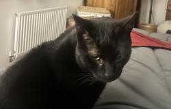 Lost Male Cat last seen Taylor Whimpey est by the Holiday Inn off London Road, Suffolk, England IP8 3FZ
