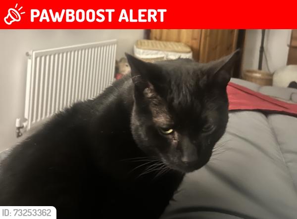 Lost Male Cat last seen Taylor Whimpey est by the Holiday Inn off London Road, Suffolk, England IP8 3FZ