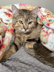 Lost Female Cat last seen Jefferson rd, magna,ut, Magna, UT 84044