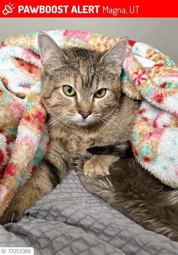 Lost Female Cat last seen Jefferson rd, magna,ut, Magna, UT 84044
