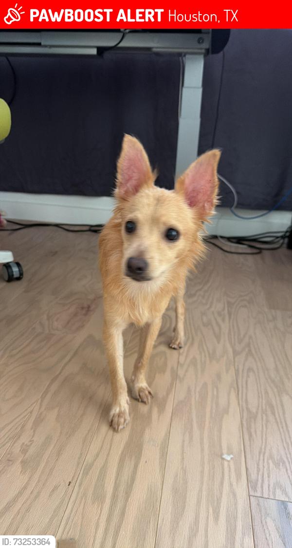 Lost Male Dog last seen Westview drive and silber road, Houston, TX 77024