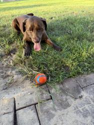 Lost Male Dog last seen San Pablo, Jacksonville, FL 32250