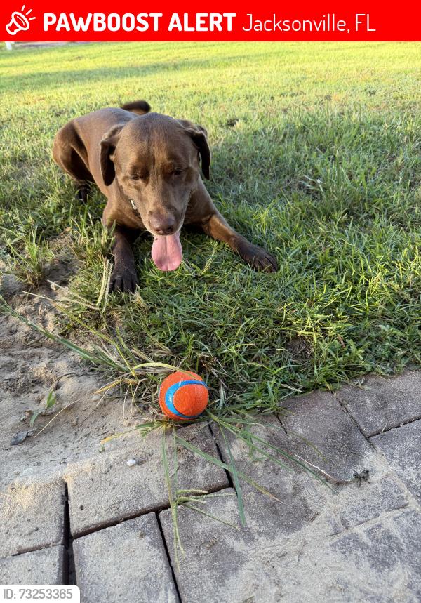 Lost Male Dog last seen San Pablo, Jacksonville, FL 32250