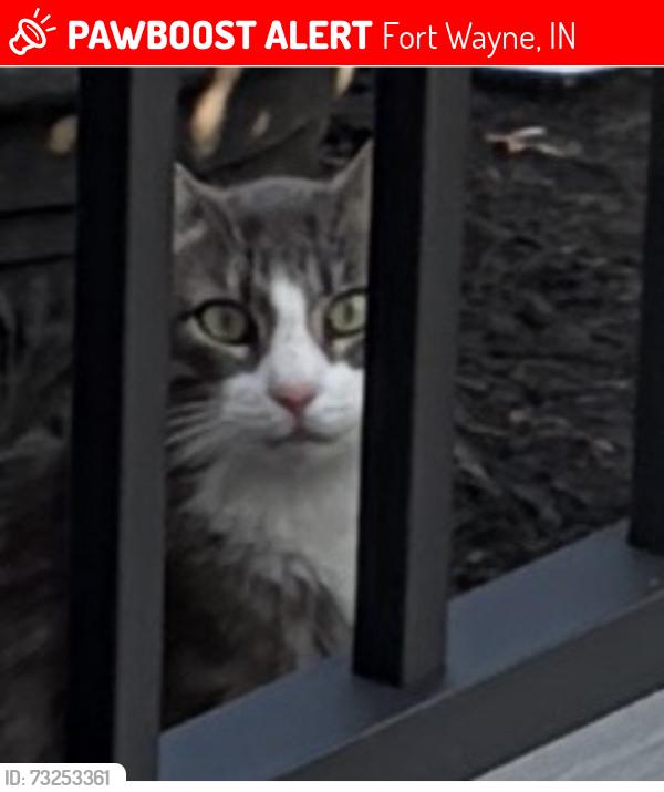 Lost Male Cat last seen Auburn Rd and West Autumn Lane, Fort Wayne, IN 46845