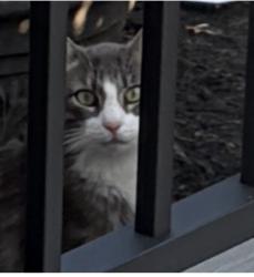 Lost Male Cat last seen Auburn Rd and West Autumn Lane, Fort Wayne, IN 46845