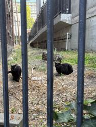 Found/Stray Unknown Cat last seen Between Del Roy and Roystone apmts, Seattle, WA 98119