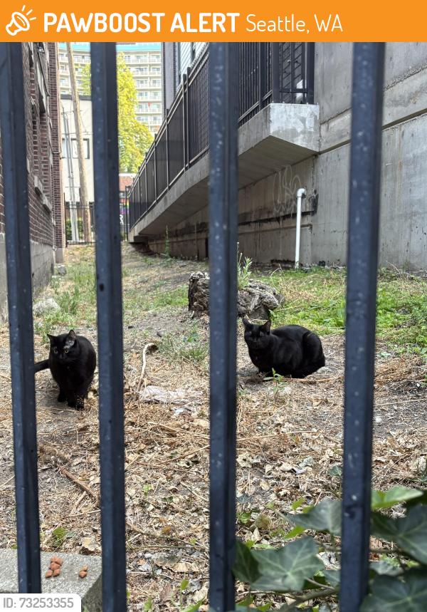 Found/Stray Unknown Cat last seen Between Del Roy and Roystone apmts, Seattle, WA 98119
