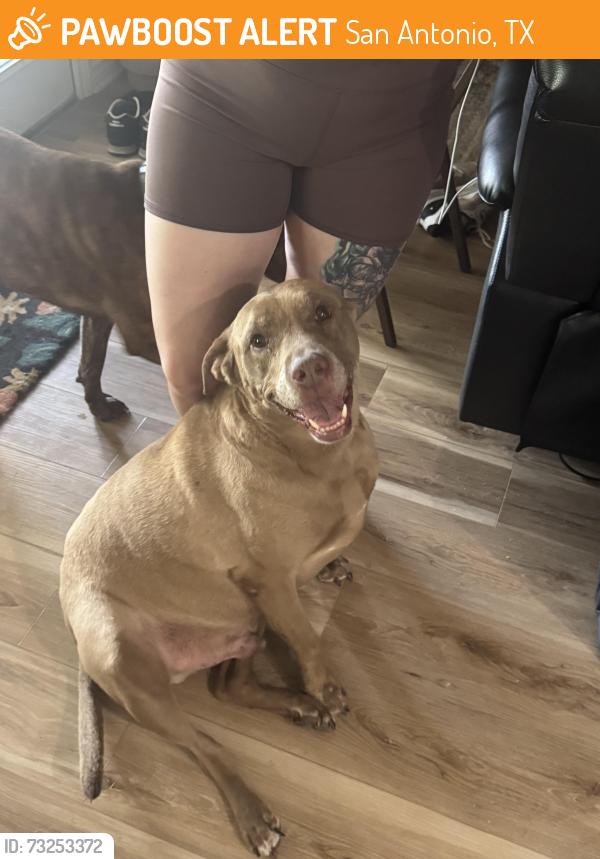 Found/Stray Male Dog last seen Toepperwein and Gibbs-Sprawl, San Antonio, TX 78233