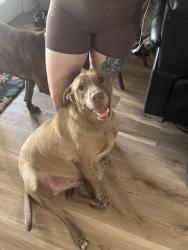Found/Stray Male Dog last seen Toepperwein and Gibbs-Sprawl, San Antonio, TX 78233