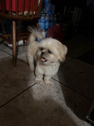 Found/Stray Male Dog last seen Around Yosemite middle school, Fresno, CA 93703