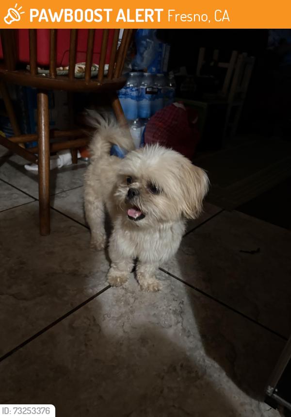 Found/Stray Male Dog last seen Around Yosemite middle school, Fresno, CA 93703
