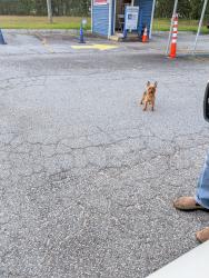 Found/Stray Male Dog last seen Genesis Emissions at the Exxon on Annawakee and Leola Rd, Douglasville, GA 30135